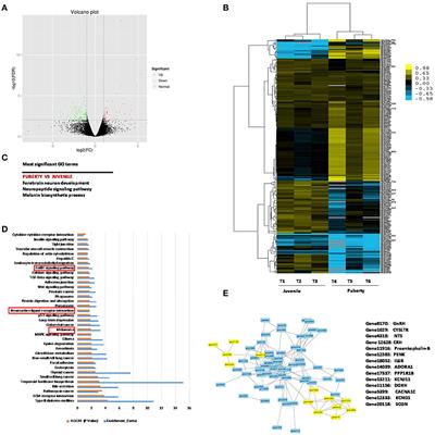 Genome-Wide Analysis on the Landscape of Transcriptomes and Their Relationship With DNA Methylomes in the Hypothalamus Reveals Genes Related to Sexual Precocity in Jining Gray Goats